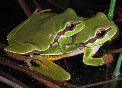 Pine Barresn treefrogs